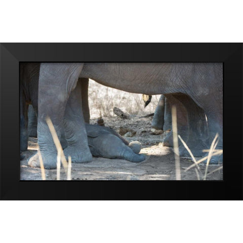 Sleeping Baby Black Modern Wood Framed Art Print by Bennion, Scott