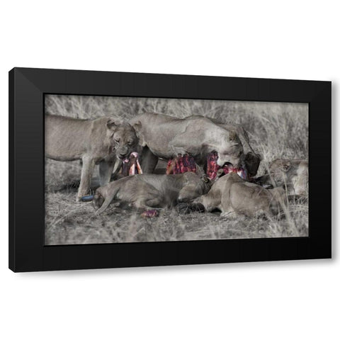 South Luangwa Lions Black Modern Wood Framed Art Print by Bennion, Scott