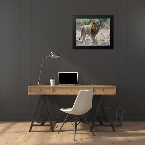 South Luangwa Lion Black Modern Wood Framed Art Print by Bennion, Scott