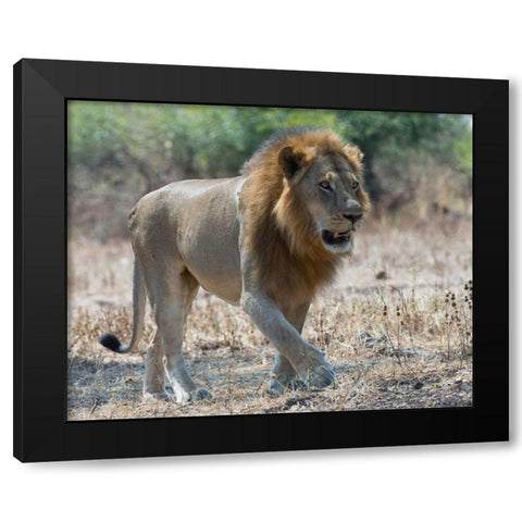 South Luangwa Lion Black Modern Wood Framed Art Print with Double Matting by Bennion, Scott