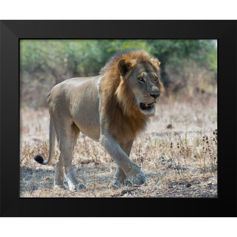South Luangwa Lion Black Modern Wood Framed Art Print by Bennion, Scott