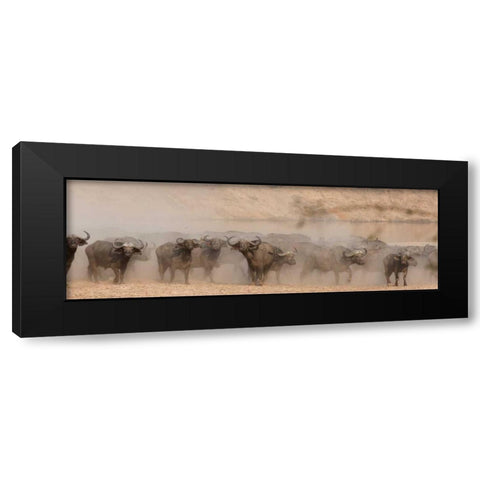 Spooked Buffalo Black Modern Wood Framed Art Print with Double Matting by Bennion, Scott