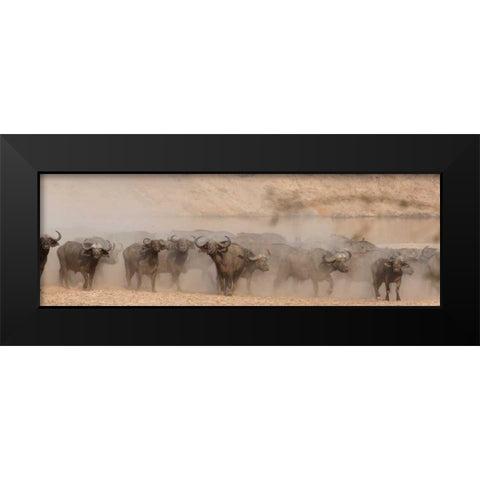 Spooked Buffalo Black Modern Wood Framed Art Print by Bennion, Scott