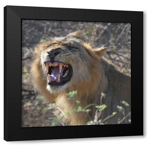 Teeth Black Modern Wood Framed Art Print with Double Matting by Bennion, Scott