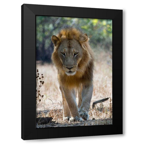 The King Black Modern Wood Framed Art Print by Bennion, Scott