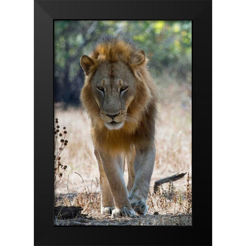 The King Black Modern Wood Framed Art Print by Bennion, Scott