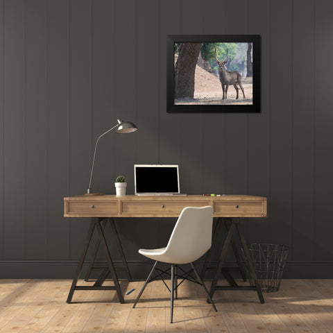 Waterbuck Black Modern Wood Framed Art Print by Bennion, Scott