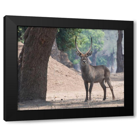 Waterbuck Black Modern Wood Framed Art Print by Bennion, Scott