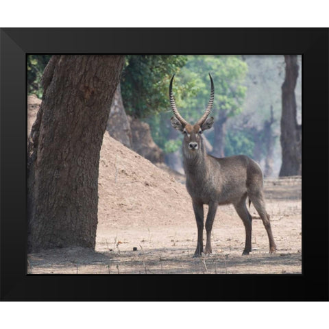 Waterbuck Black Modern Wood Framed Art Print by Bennion, Scott