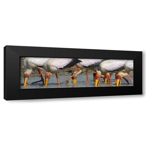 Yellow Billed Storks Fishing Black Modern Wood Framed Art Print by Bennion, Scott