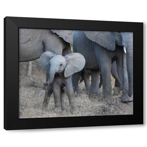 Young Elephant Black Modern Wood Framed Art Print by Bennion, Scott