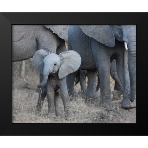 Young Elephant Black Modern Wood Framed Art Print by Bennion, Scott