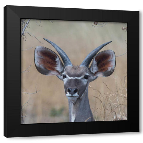 Young Kudu Black Modern Wood Framed Art Print by Bennion, Scott