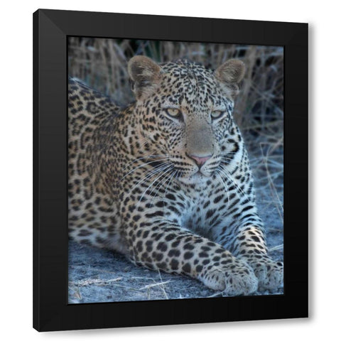 Young Leopard  Black Modern Wood Framed Art Print by Bennion, Scott