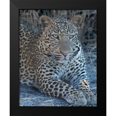 Young Leopard  Black Modern Wood Framed Art Print by Bennion, Scott