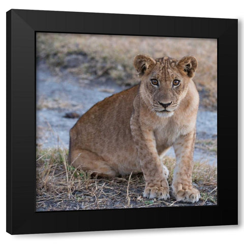 Young Lion - Zambia Black Modern Wood Framed Art Print with Double Matting by Bennion, Scott