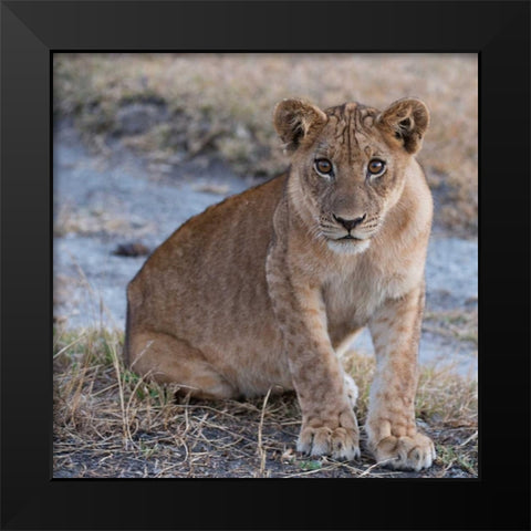 Young Lion - Zambia Black Modern Wood Framed Art Print by Bennion, Scott