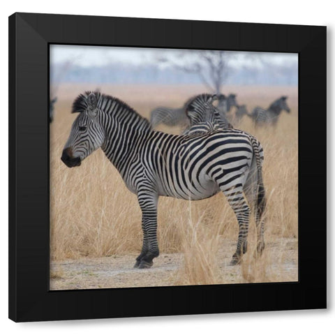 Zebras at a Glance Black Modern Wood Framed Art Print by Bennion, Scott