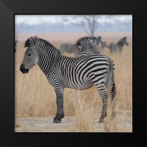 Zebras at a Glance Black Modern Wood Framed Art Print by Bennion, Scott