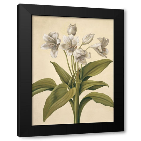 Lilies I Black Modern Wood Framed Art Print with Double Matting by Huntington, Virginia