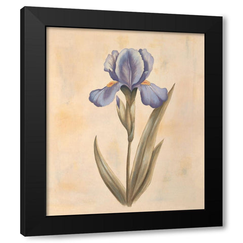 Iris Black Modern Wood Framed Art Print by Huntington, Virginia