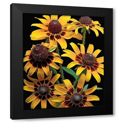 Brown-Eyed Daisy Black Modern Wood Framed Art Print by Reynolds, Richard