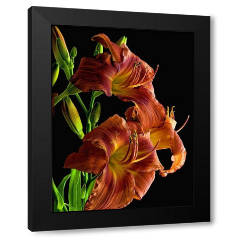 Daylily Black Modern Wood Framed Art Print by Reynolds, Richard