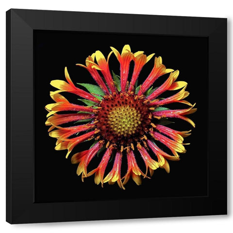 Blanket Flower ~ Fanfair Black Modern Wood Framed Art Print with Double Matting by Reynolds, Richard