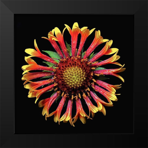 Blanket Flower ~ Fanfair Black Modern Wood Framed Art Print by Reynolds, Richard