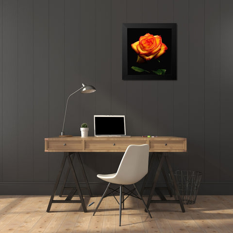 Garden Rose 2 Black Modern Wood Framed Art Print by Reynolds, Richard
