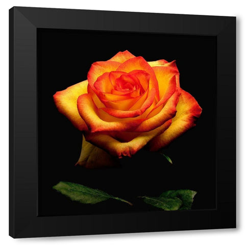 Garden Rose 2 Black Modern Wood Framed Art Print by Reynolds, Richard