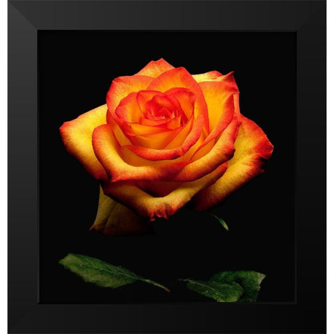 Garden Rose 2 Black Modern Wood Framed Art Print by Reynolds, Richard