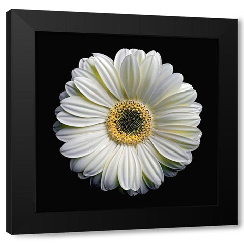 Gerbera Daisy 2 Black Modern Wood Framed Art Print with Double Matting by Reynolds, Richard