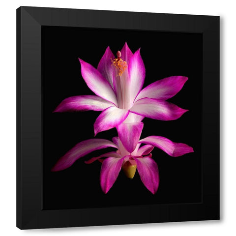 Christmas Cactus Black Modern Wood Framed Art Print with Double Matting by Reynolds, Richard