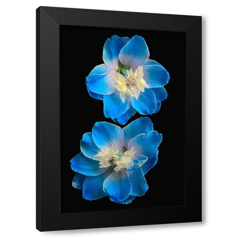 Candle Delphinium Black Modern Wood Framed Art Print by Reynolds, Richard