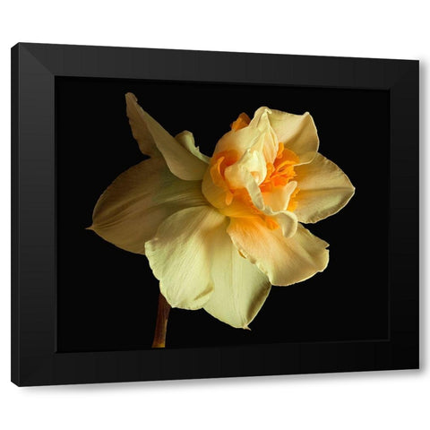 Daffodil Black Modern Wood Framed Art Print by Reynolds, Richard
