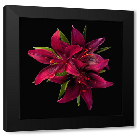 Asiatic Lily ~ Montenegro Black Modern Wood Framed Art Print by Reynolds, Richard
