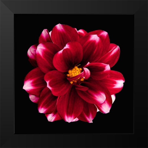 Dahlia 3 Black Modern Wood Framed Art Print by Reynolds, Richard