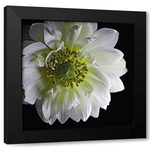 Anemone 2 Black Modern Wood Framed Art Print by Reynolds, Richard