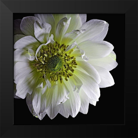 Anemone 2 Black Modern Wood Framed Art Print by Reynolds, Richard
