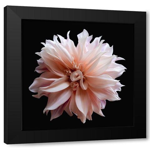 Dahlia 5 Black Modern Wood Framed Art Print with Double Matting by Reynolds, Richard