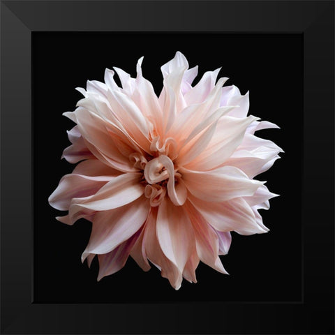 Dahlia 5 Black Modern Wood Framed Art Print by Reynolds, Richard