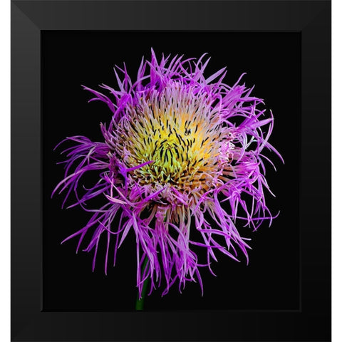 Basket Flower Black Modern Wood Framed Art Print by Reynolds, Richard