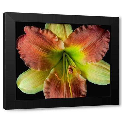 Daylily 2 Black Modern Wood Framed Art Print by Reynolds, Richard