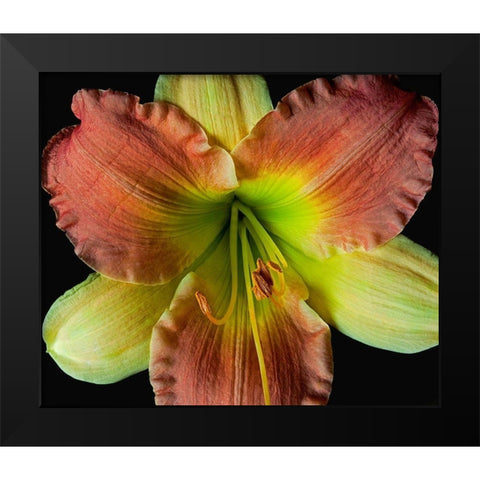 Daylily 2 Black Modern Wood Framed Art Print by Reynolds, Richard