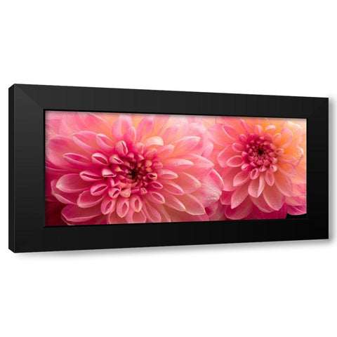 Dahlia 6 Black Modern Wood Framed Art Print by Reynolds, Richard