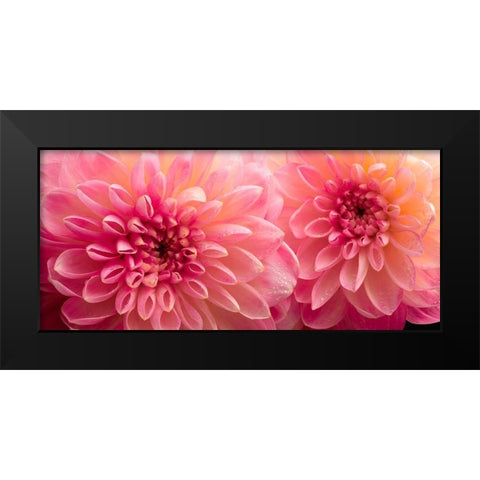 Dahlia 6 Black Modern Wood Framed Art Print by Reynolds, Richard