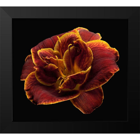 Daylily ~ Night Embers Black Modern Wood Framed Art Print by Reynolds, Richard