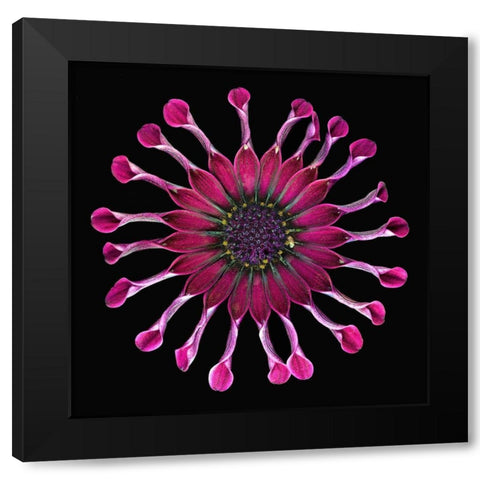 African Daisy 2 Black Modern Wood Framed Art Print by Reynolds, Richard