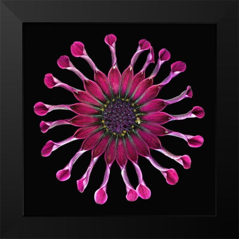 African Daisy 2 Black Modern Wood Framed Art Print by Reynolds, Richard